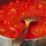 Recipe for Freezing Tomato Sauce A Comprehensive Guide